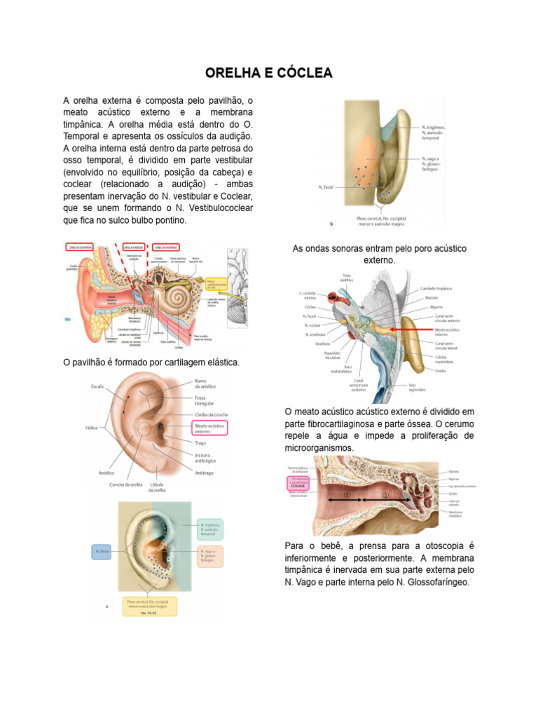 Anatomia da Orelha e Audição | PDF | Audição | Orelha