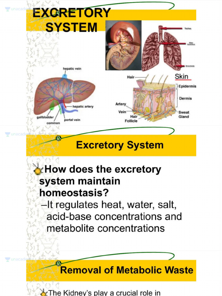 Excretory System | PDF