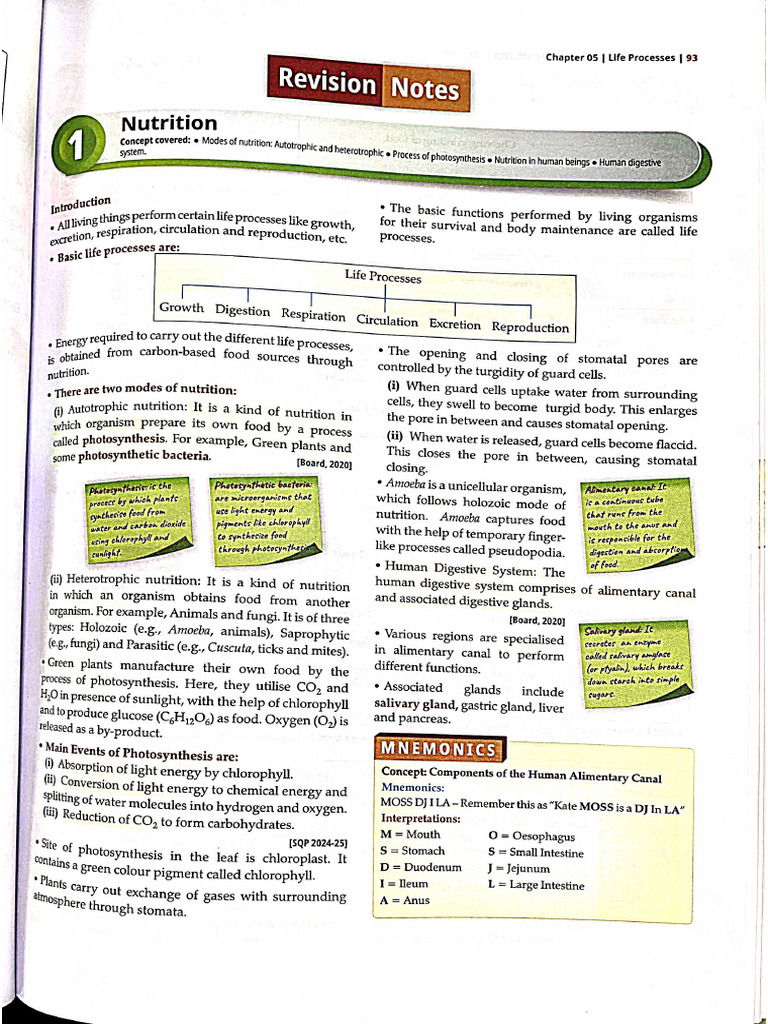 Revision Notes (Life Processes) | PDF