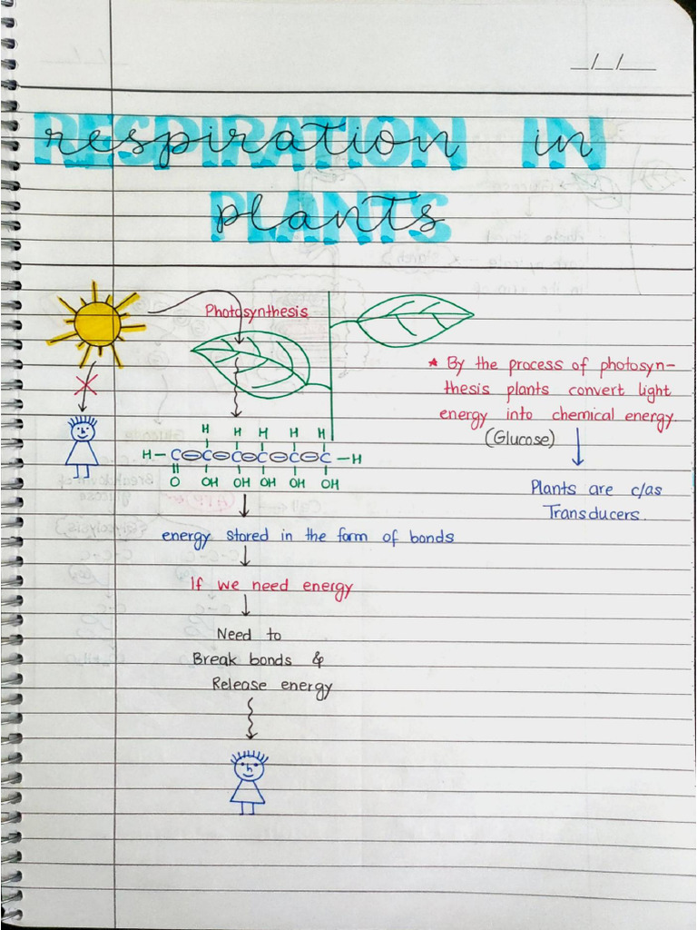 Respiration in Plants Handwritten Notes | PDF
