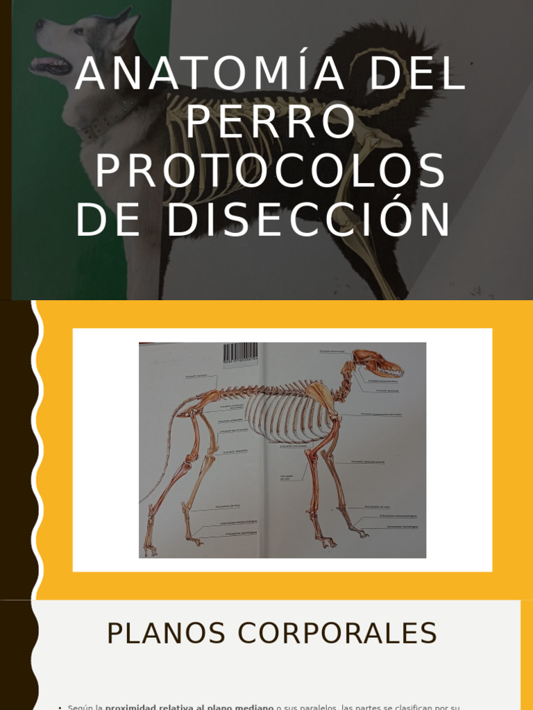 Anatomía del Perro: Guía de Disección | PDF | Términos anatómicos de ...