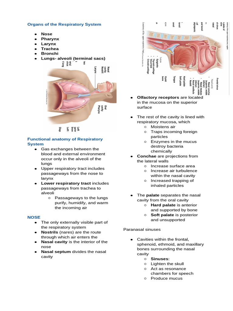 Anatomy and Function of the Respiratory System | PDF | Respiratory ...
