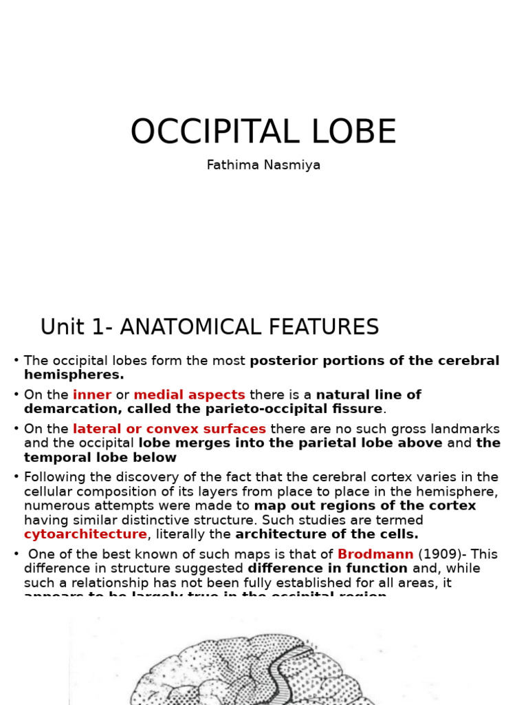 Occipital Lobe Nasmiya | PDF | Visual System | Occipital Lobe