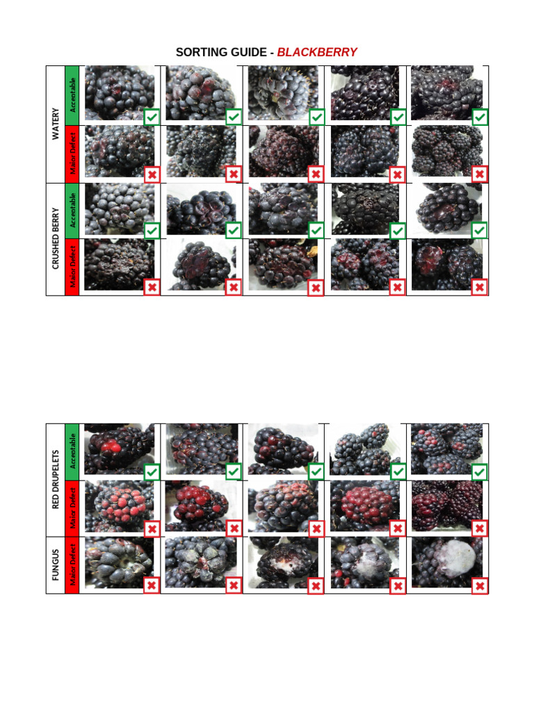 Blackberry Sorting Defect Guide | PDF