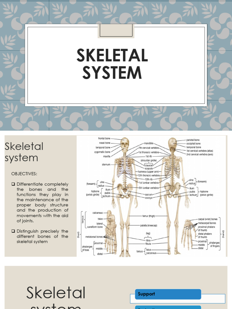 Understanding the Skeletal System Functions | PDF | Vertebra | Skeleton