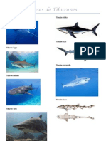 Clases de Tiburones