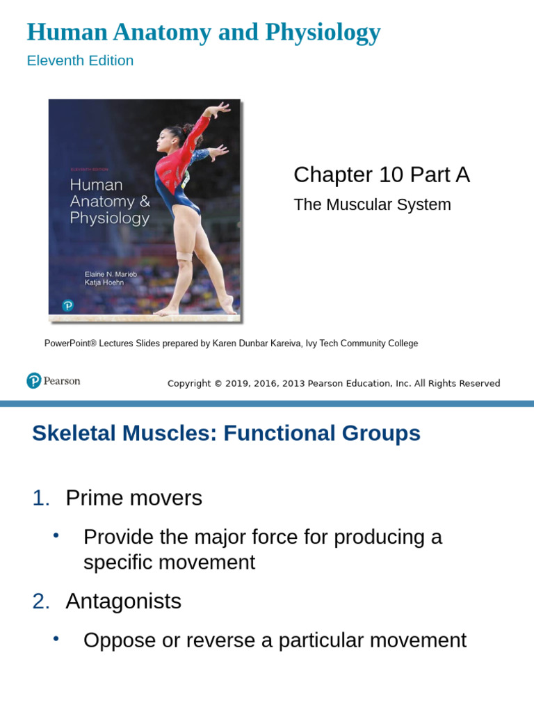 CH 10 Lecture Outline A | PDF | Human Leg | Lever