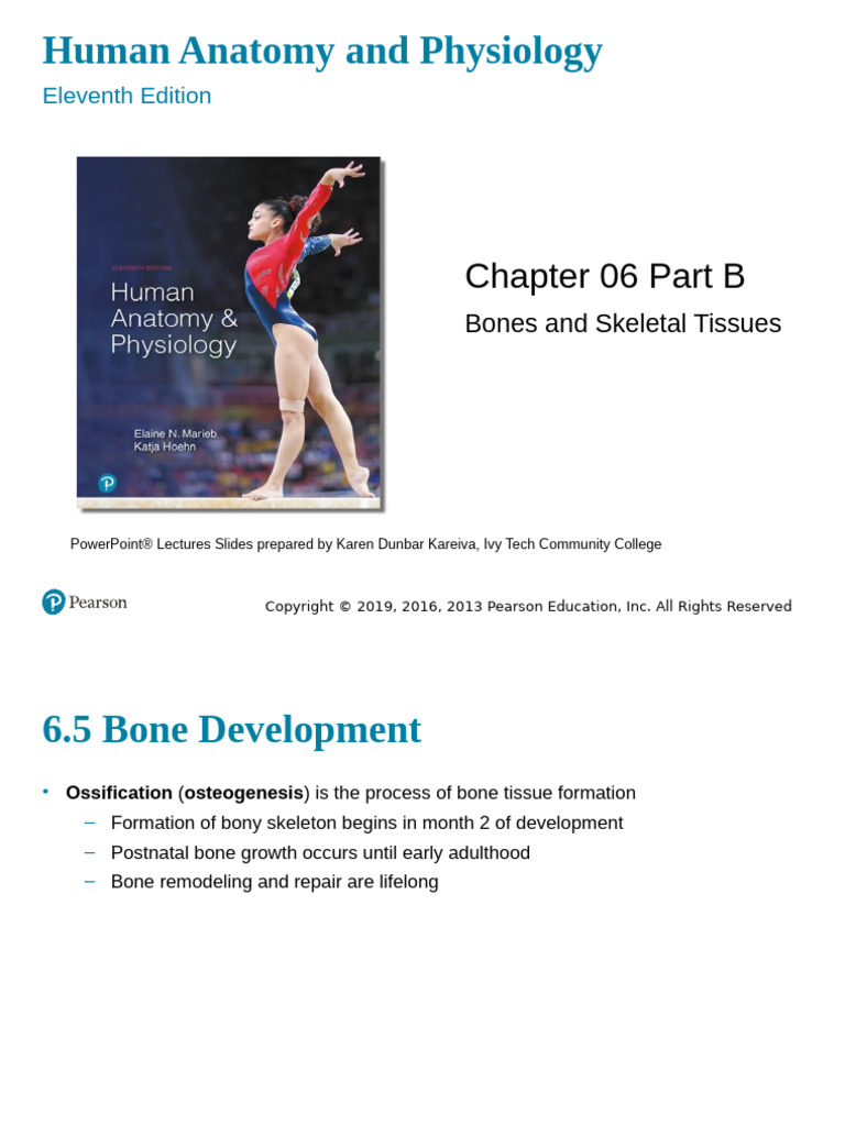 Bone Development and Growth Explained | PDF | Bone | Osteoporosis