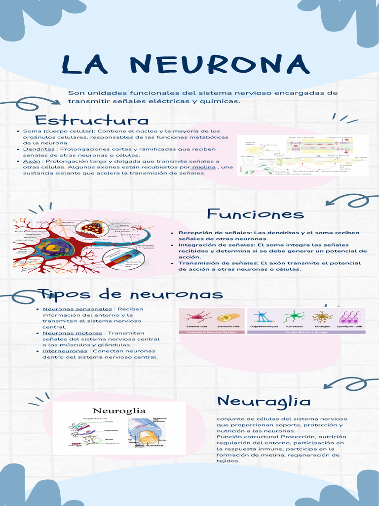 Estructura y funciones de la neurona | PDF | Neurona | Sistema nervioso