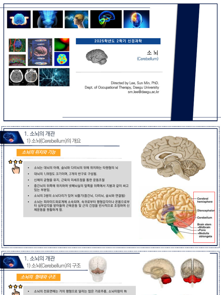 신경과학8장 소뇌 (2025) | PDF