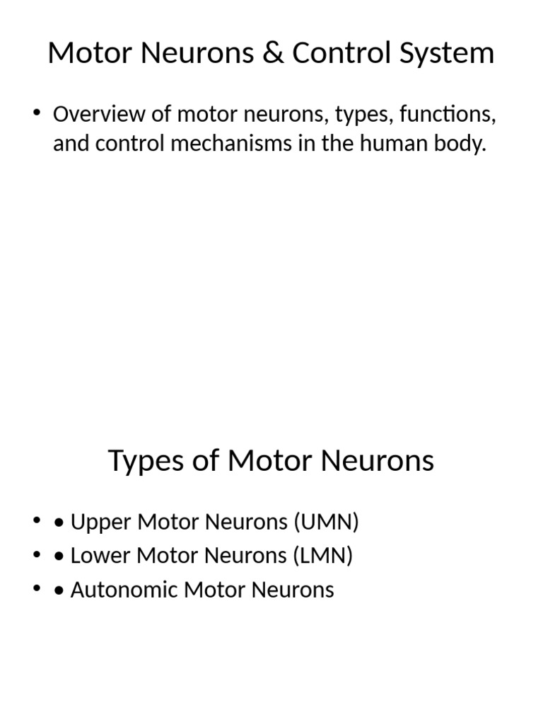 Motor Neurons and Control Systems Explained | PDF