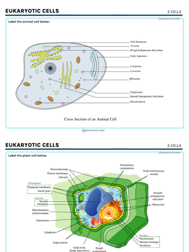 Eukaryotic Cell Structure and Functions | PDF | Cell Membrane | Hiv