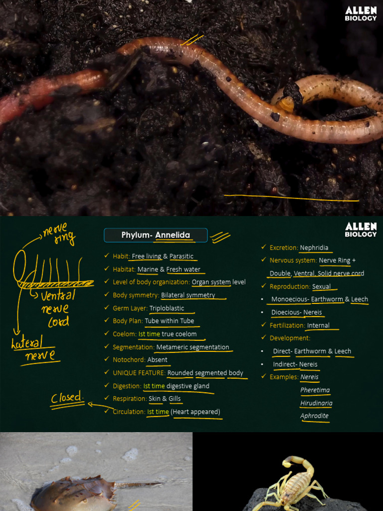 Overview of Annelida and Arthropoda Phyla | PDF | Insects | Excretion