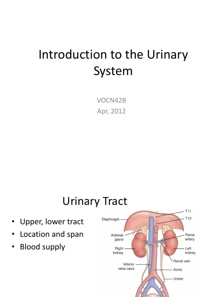 urinary system essay introduction