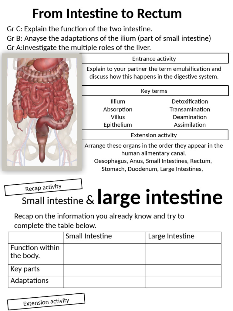 From Intestine to rectum | PDF | Small Intestine | Gastrointestinal Tract