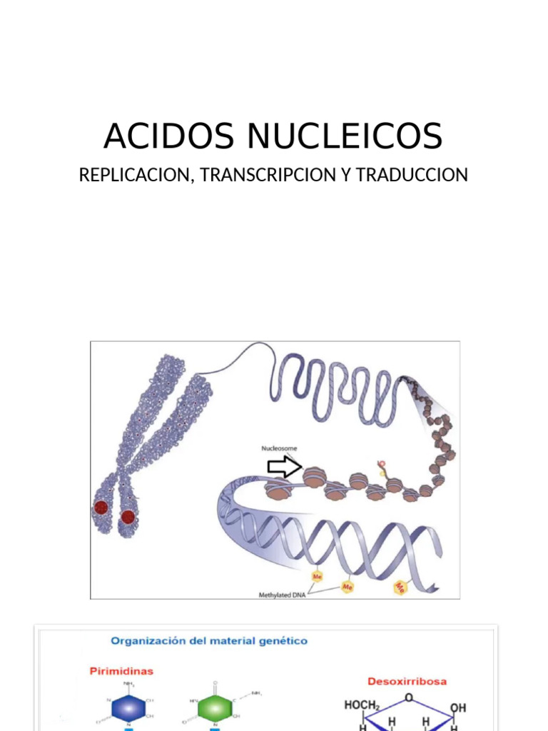 Acidos Nucleicos | PDF | Adn | Rna