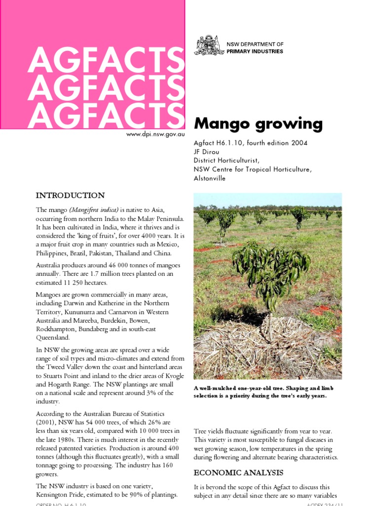 Mango Growing Trees Mulch