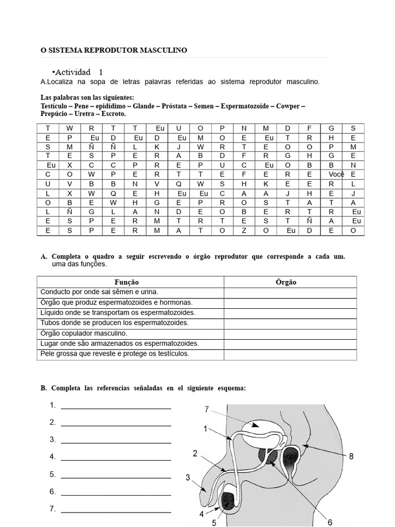 Atividades sobre o Sistema Reprodutor Masculino | PDF | Sistema ...