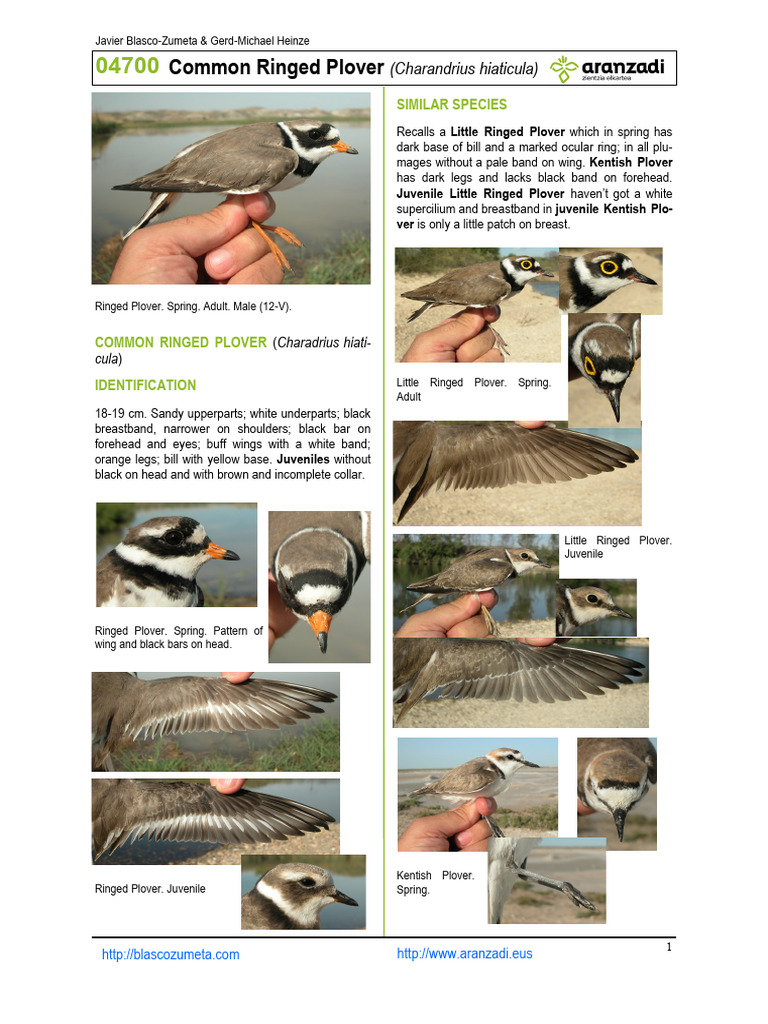 Common Ringed Plover Identification Guide | PDF | Birds | Ornithology