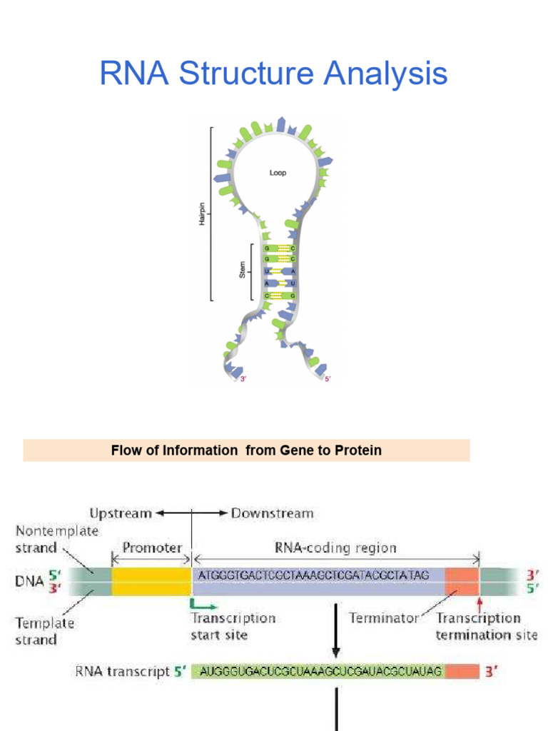RNA Structure Analysis 1 | PDF | Rna | Translation (Biology)