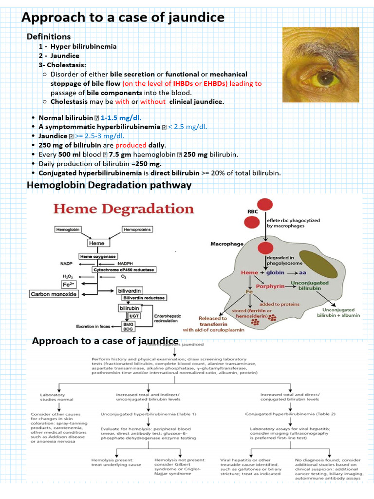 Comprehensive Guide to Jaundice Diagnosis | PDF