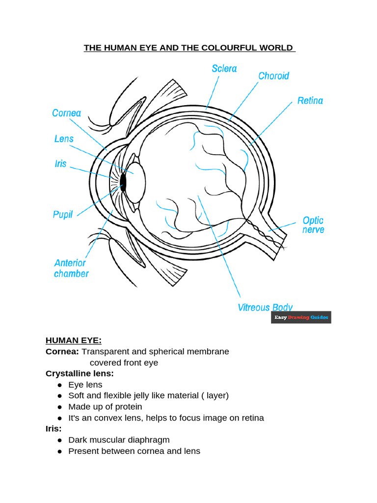 The Human Eye and The Colourful World | PDF | Eye | Human Eye