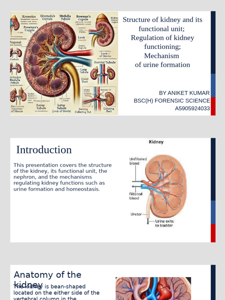 Kidney Functions (2) | PDF | Kidney | Genitourinary System