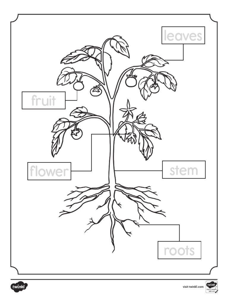 Prekindergarten Parts of A Plant Coloring Page Us Ac 1746472657 Ver 1 | PDF