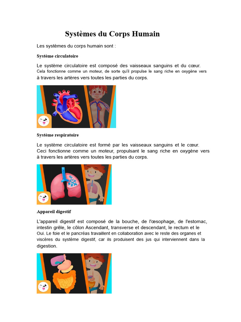 Les Systèmes du Corps Humain Détaillés | PDF | Appareil urinaire | Muscle
