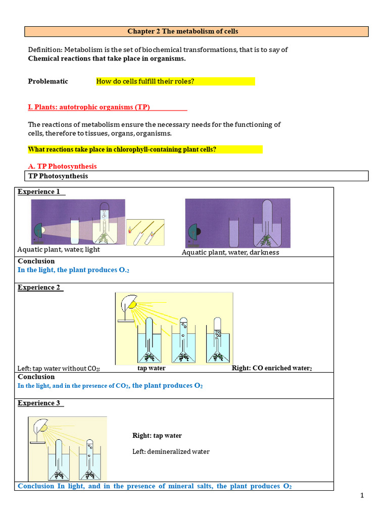 SVT 10:05 Chapter Metabolism of Cells I and II Corrected | PDF ...