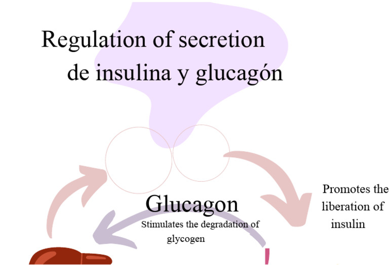 Insulin and Glucagon Secretion Regulation | PDF