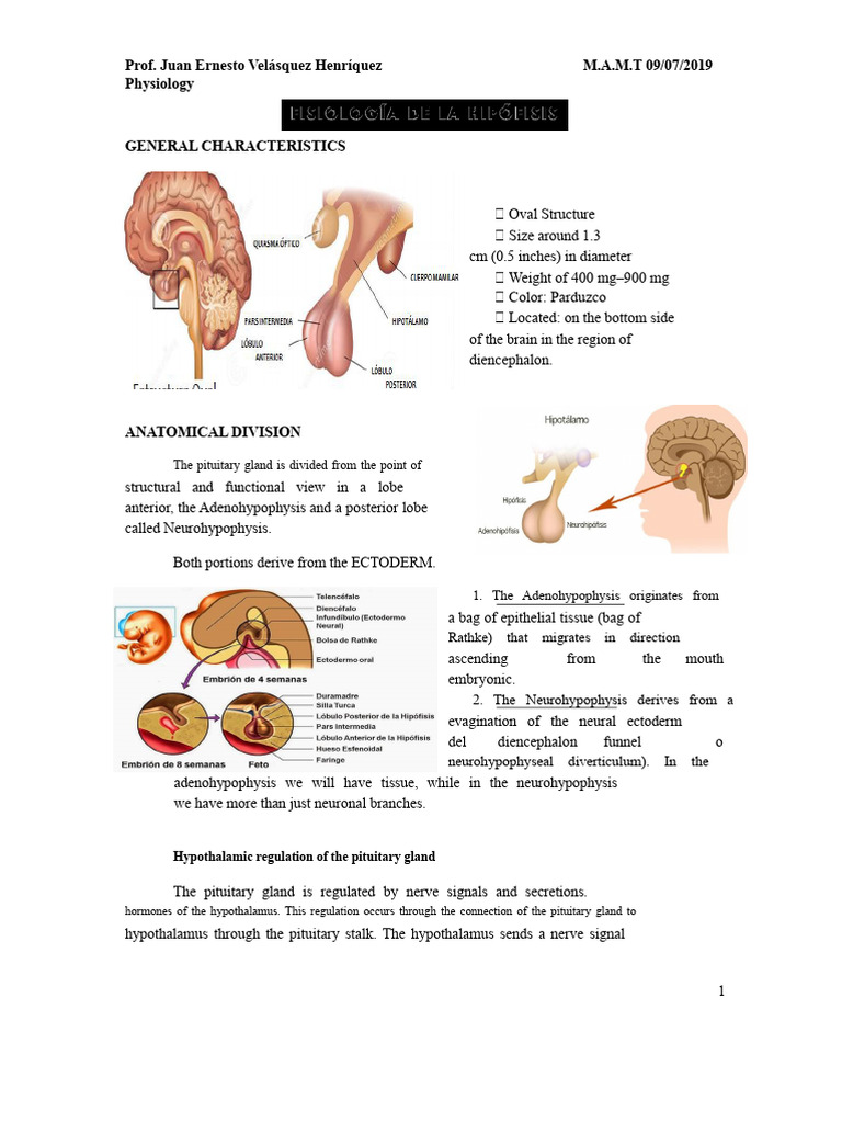 Overview of Pituitary Gland Functions | PDF | Pituitary Gland ...