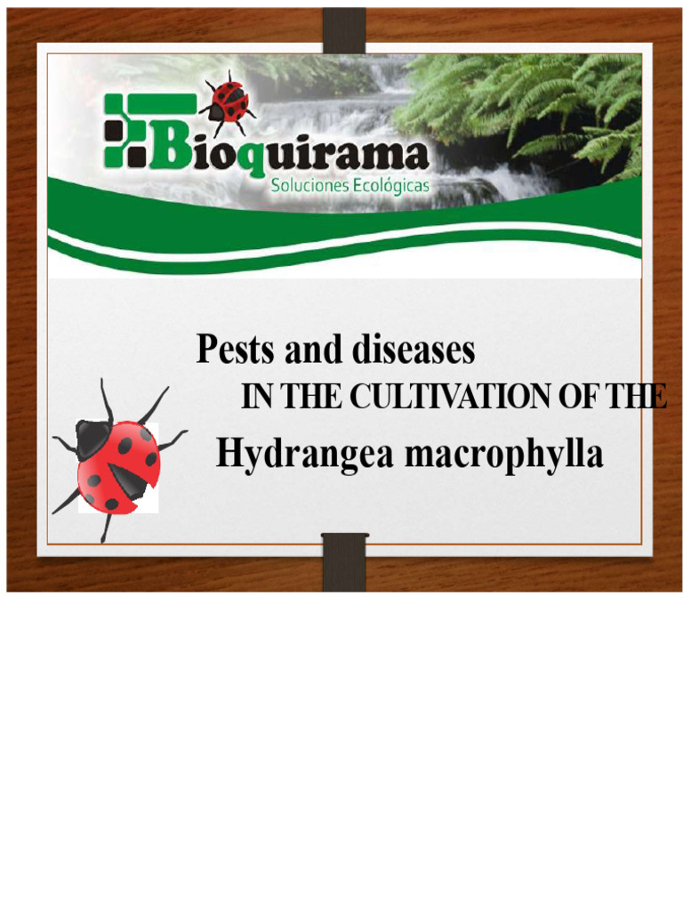 Pests Diseases Hydrangea | PDF | Pest (Organism) | Insects