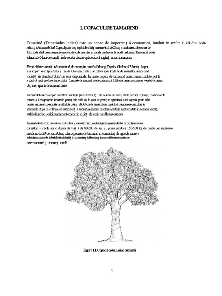 Manual de Tamarind | PDF