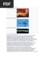 Metameria: Segmentação em Animais | PDF