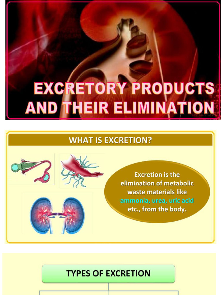 Human Skeleton Structure Overview | PDF