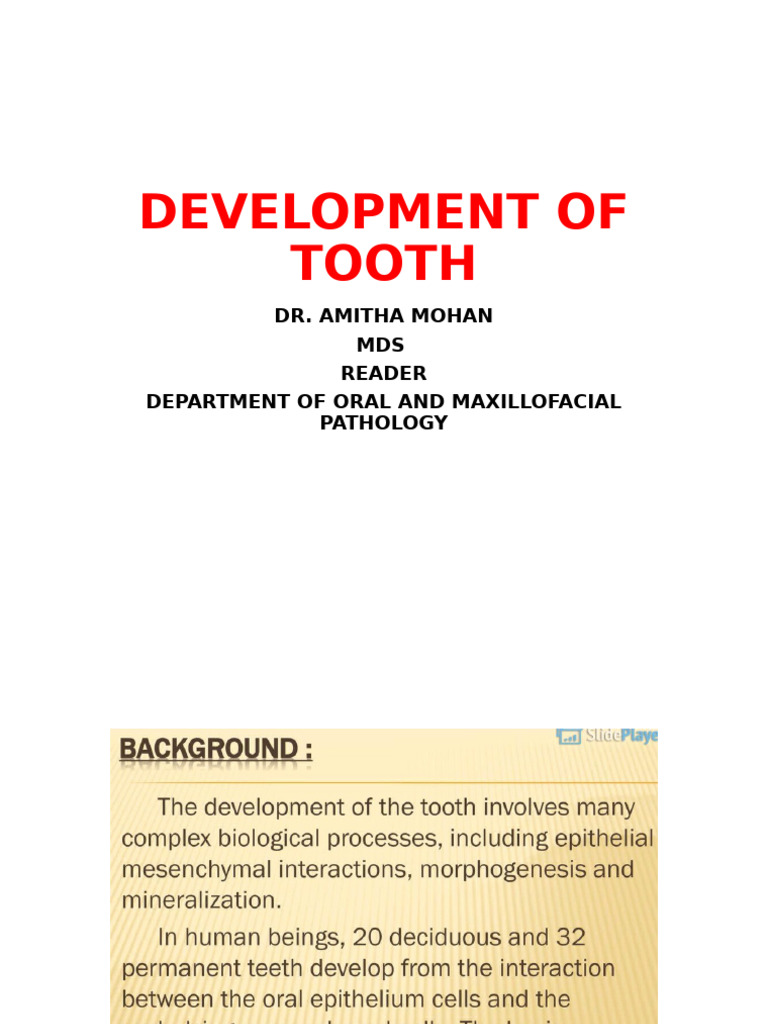 Tooth Development: Stages of Odontogenesis | PDF | Human Tooth | Dental ...