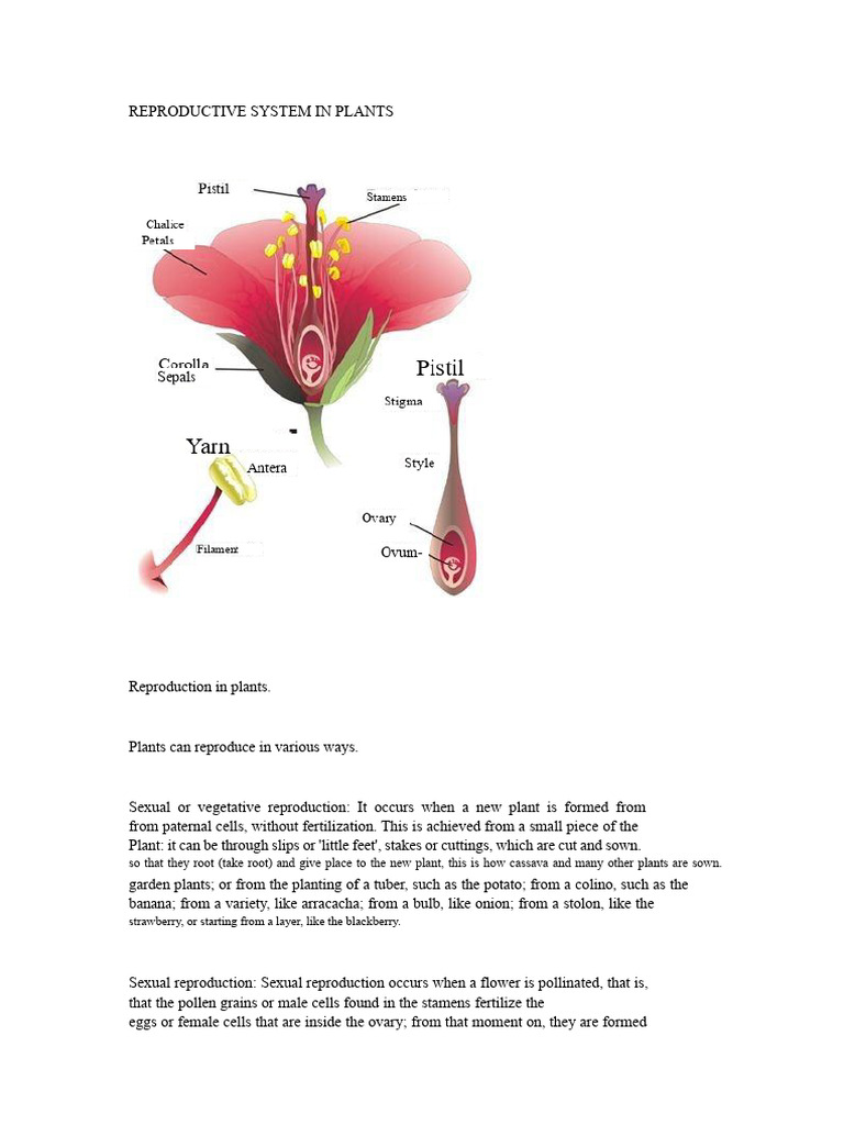 Plant Reproductive Systems Explained | PDF | Flowers | Plant Reproduction