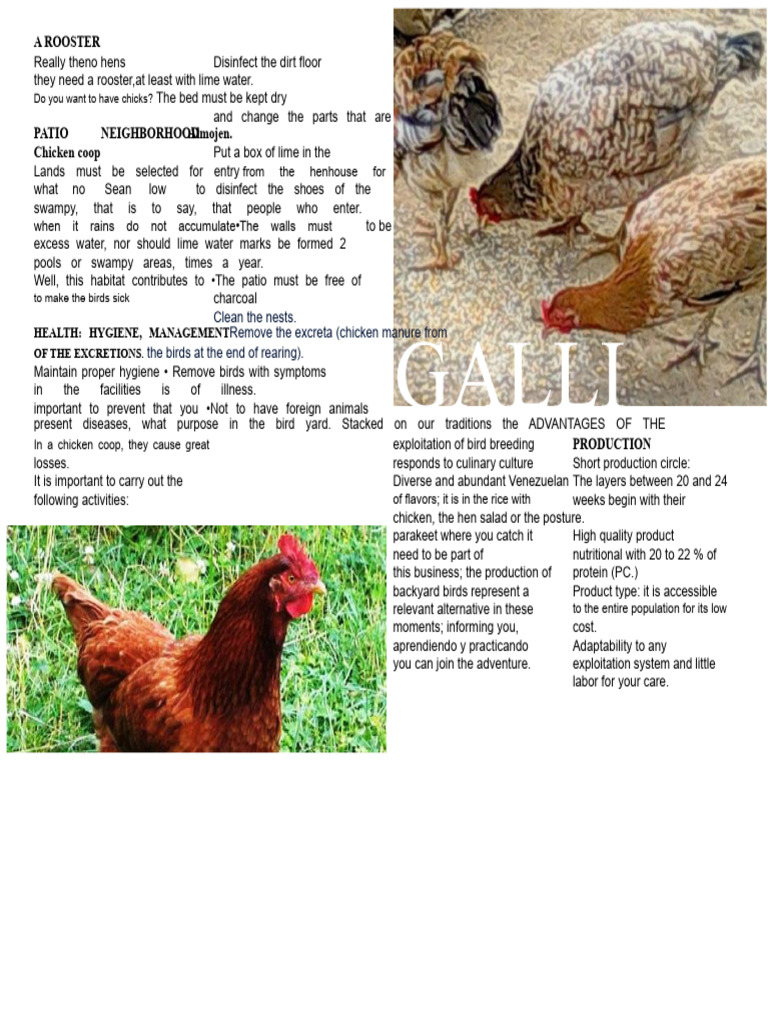 Essential Guide to Chicken Coop Management | PDF | Poultry Farming ...