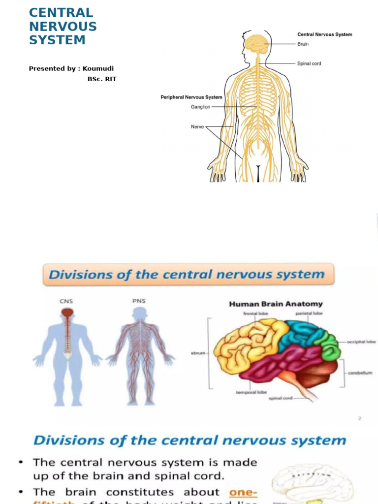 Central Nervous System | PDF