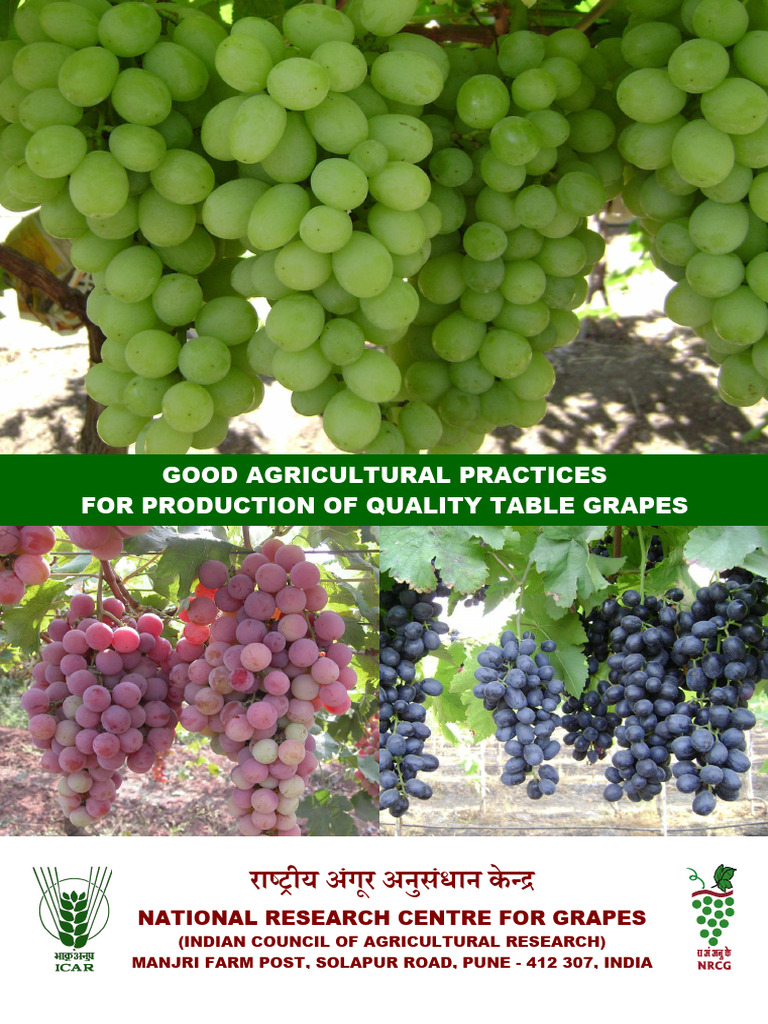 GAP Table Grapes 18feb2013 | PDF | Grafting | Vineyard