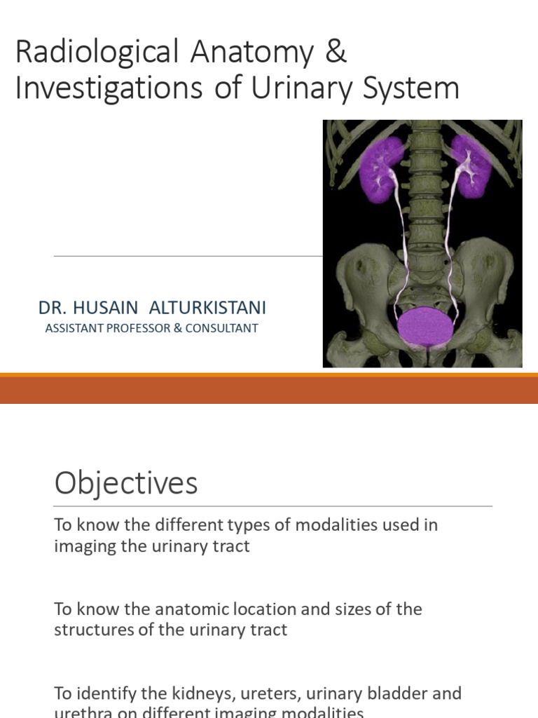 L8) Radiological Anatomy & Investigations of Urinary System | PDF ...