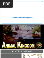 Class 11 Animal Kingdom Overview | PDF | Sponge | Biology
