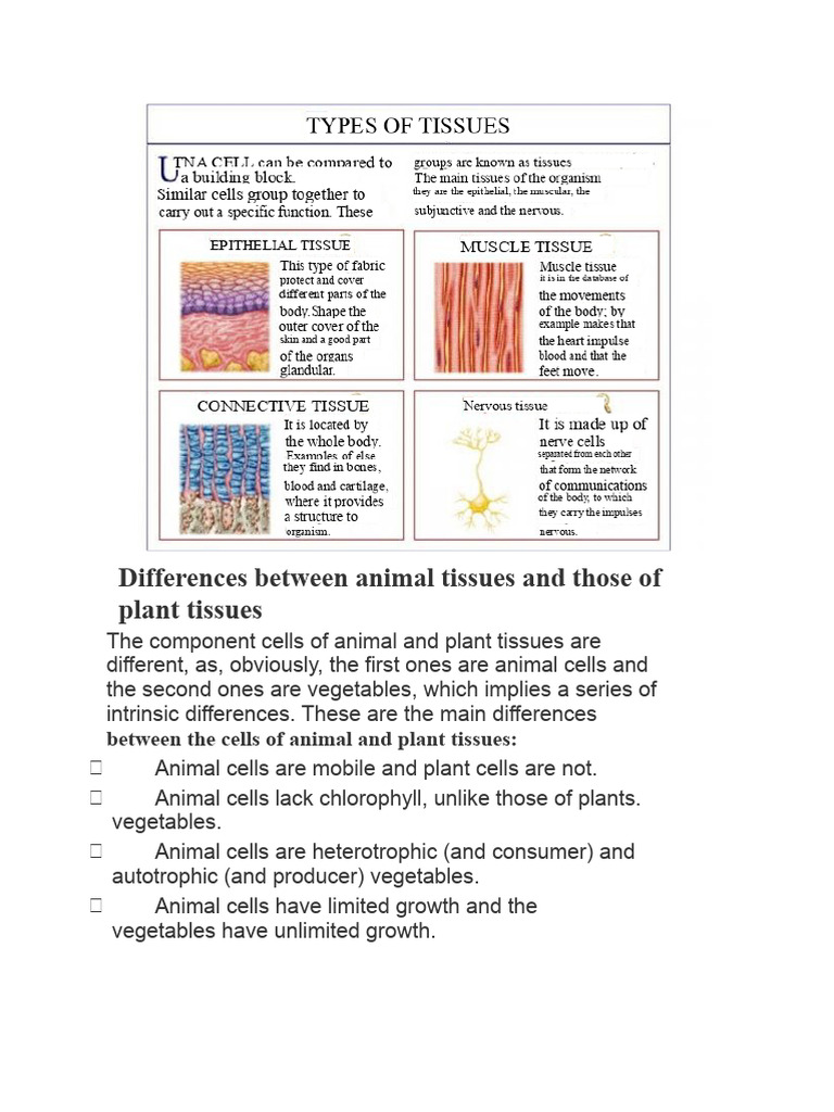Differences Between Animal Tissues and Plant Tissues | PDF