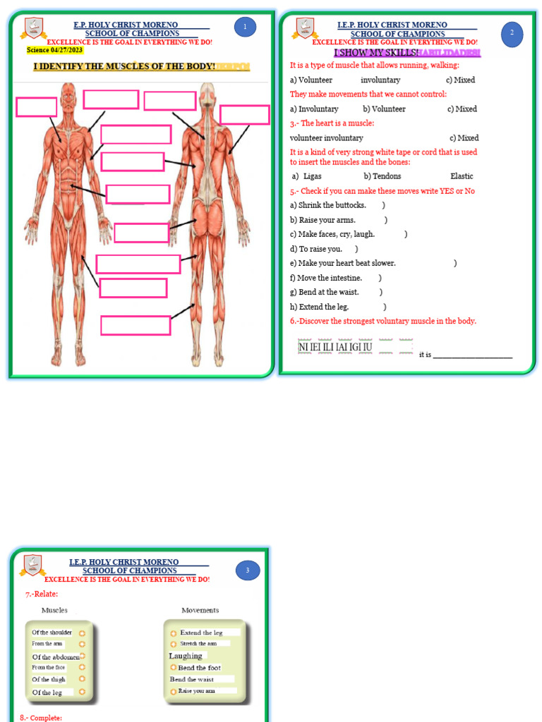 Understanding Body Muscles for Kids | PDF | Muscle | Musculoskeletal System