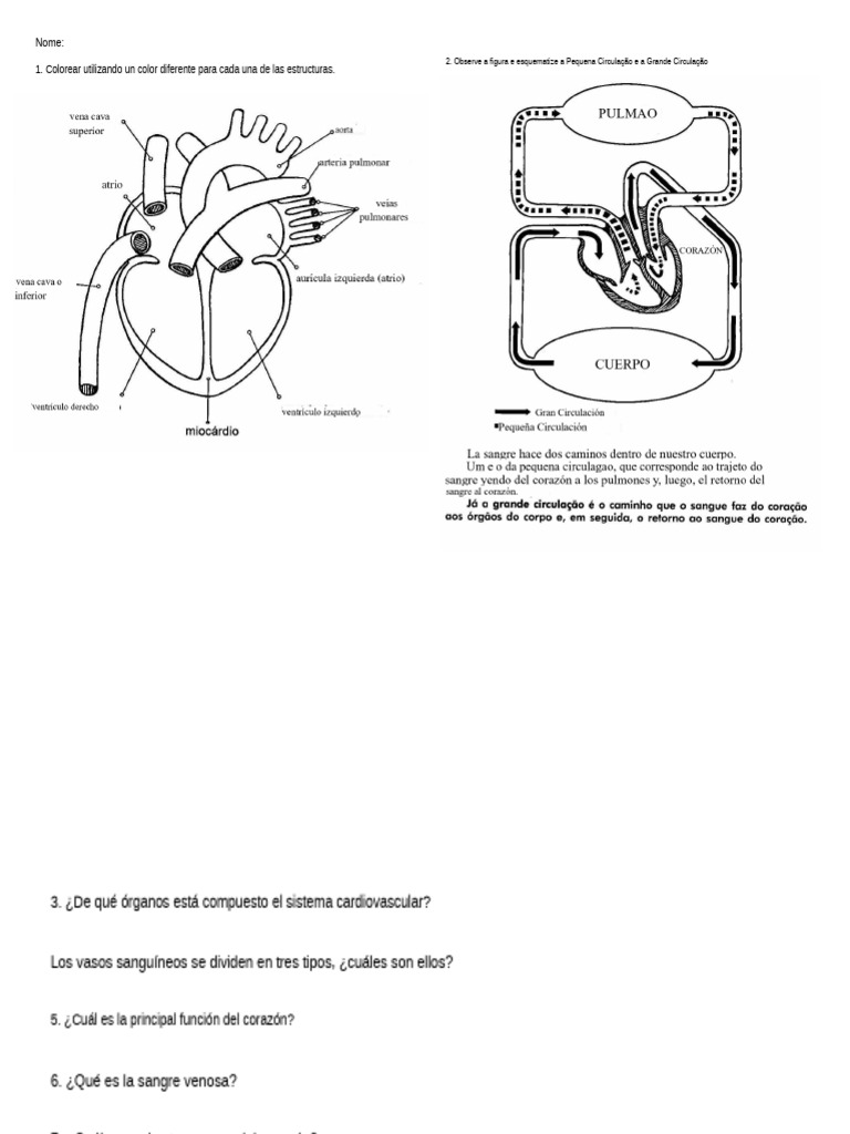 esquema-del-sistema-cardiovascular-pdf