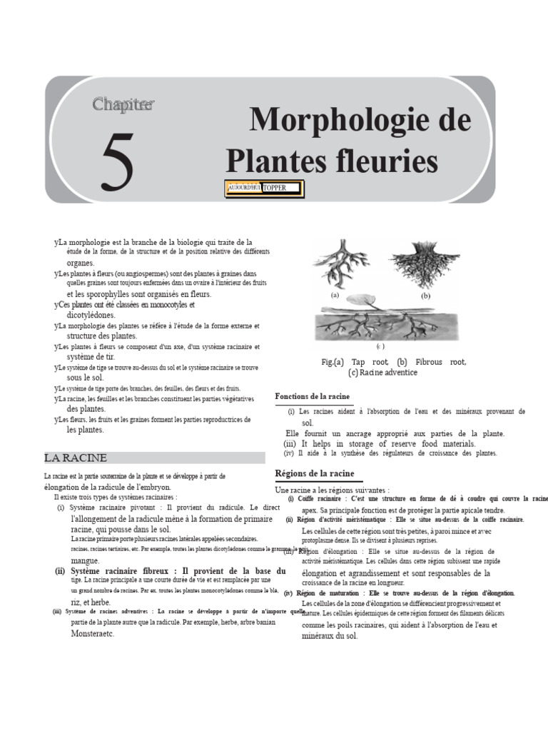 Morphologie des plantes à fleurs | PDF | Racine | Fleurs