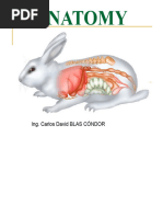 Rabbit Digestive System Anatomy Guide | PDF | Stomach ...