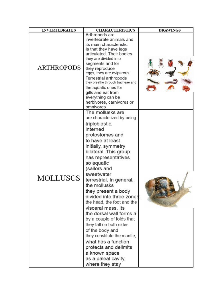 Invertebrates Comparative Chart | PDF | Mollusca | Invertebrate