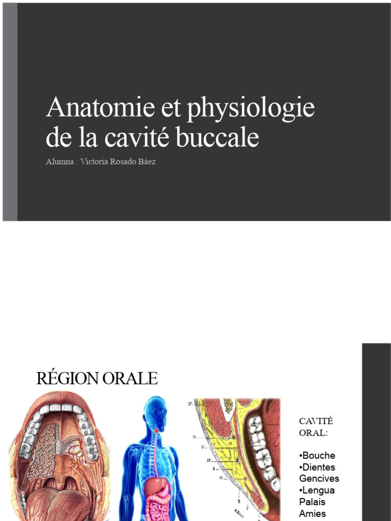 Anatomie et physiologie buccale PDF Langue Bouche — free download